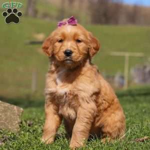 Rose, Golden Retriever Puppy